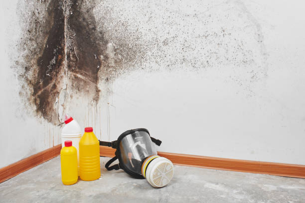 Trusted Little Silver, NJ Mold Removal Experts