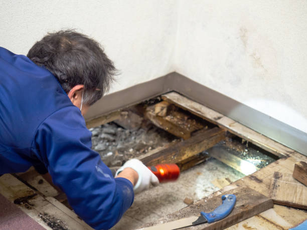 Best Office Mold Removal Services  in Little Silver, NJ