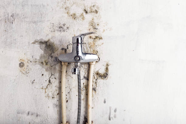 Best Best Mold Removal Companies  in Little Silver, NJ
