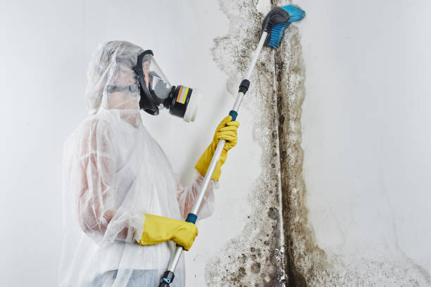 Best Mold Remediation  in Little Silver, NJ