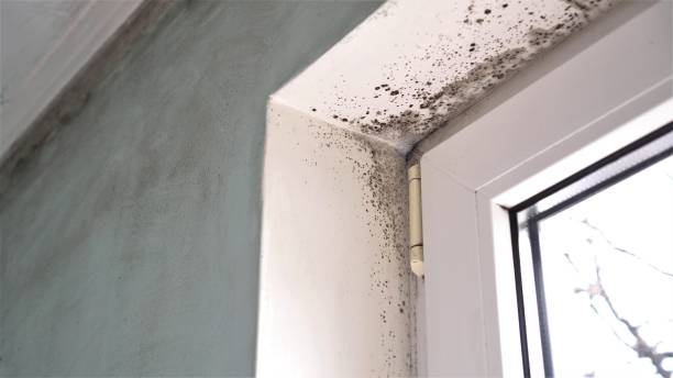 Best Mold Removal Process  in Little Silver, NJ