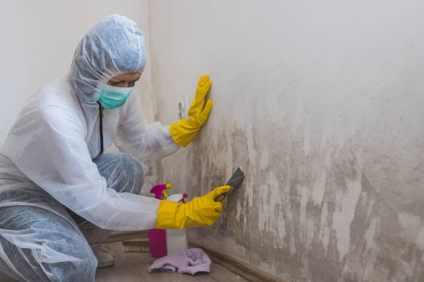 Best Mold Cleaning Services  in Little Silver, NJ