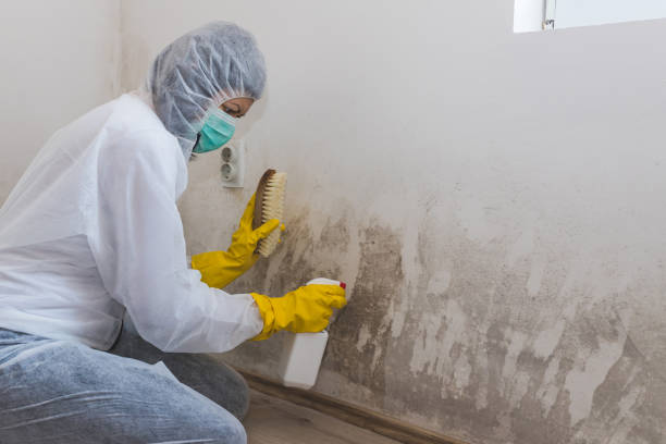 Best Mold Remediation Services  in Little Silver, NJ