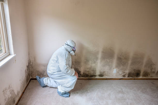Best Mold Removal Company Near Me  in Little Silver, NJ