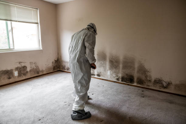 Best Residential Mold Removal  in Little Silver, NJ