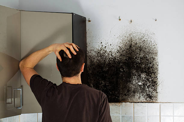 Best Black Mold Removal  in Little Silver, NJ