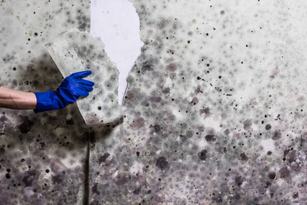 Best Affordable Mold Removal  in Little Silver, NJ