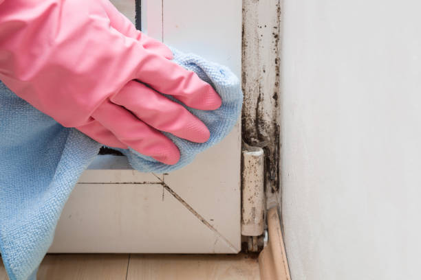 Best Fast Mold Removal  in Little Silver, NJ