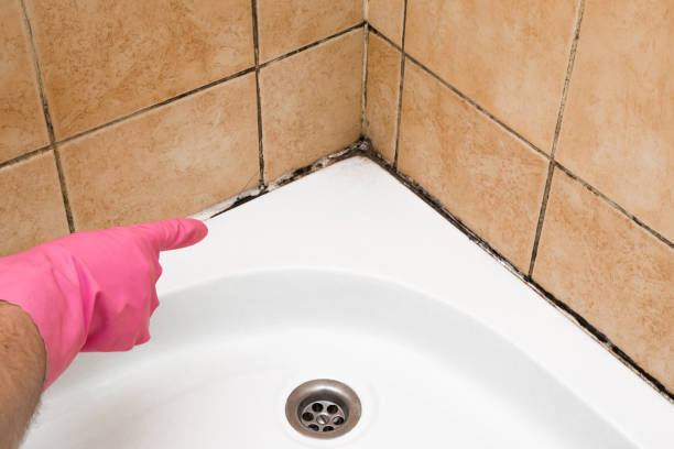 Best Same-Day Mold Removal  in Little Silver, NJ